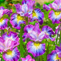 Siberian Iris Dormant Bare Root Perennial Plants, 3-Pack O788723