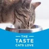 3.15 lb. Bag Dry Cat Food Y935