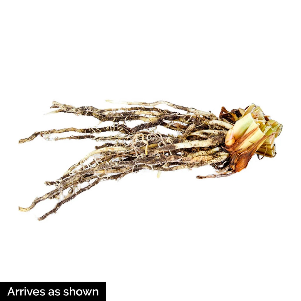 Siberian Iris Dormant Bare Root Perennial Plants, 3-Pack O788723