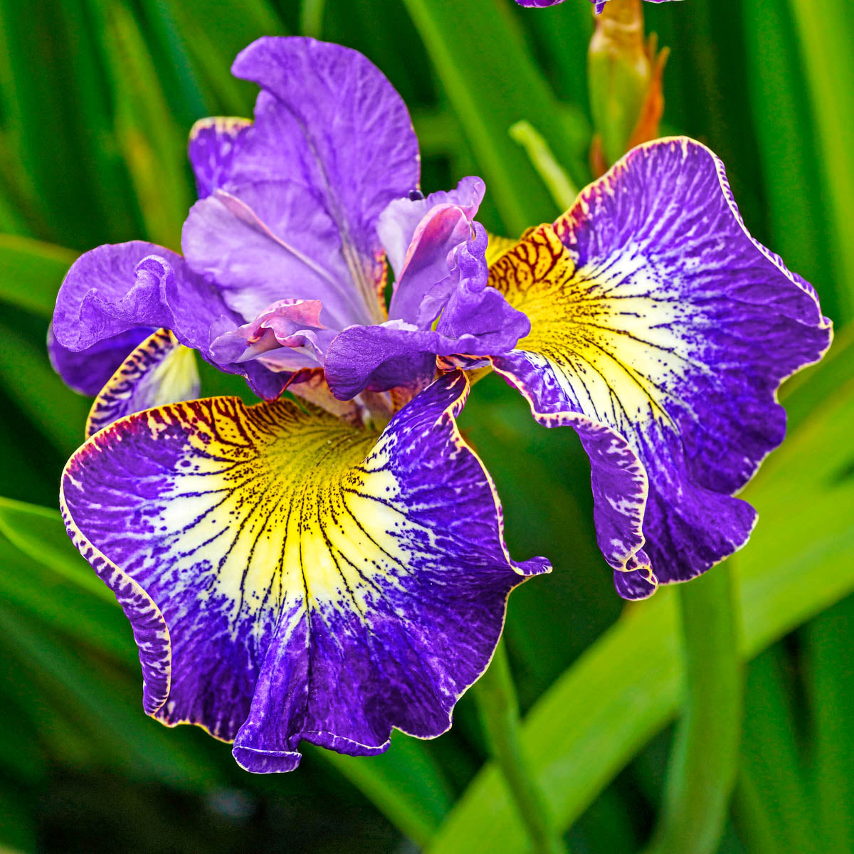 Siberian Iris Dormant Bare Root Perennial Plants, 3-Pack O788723