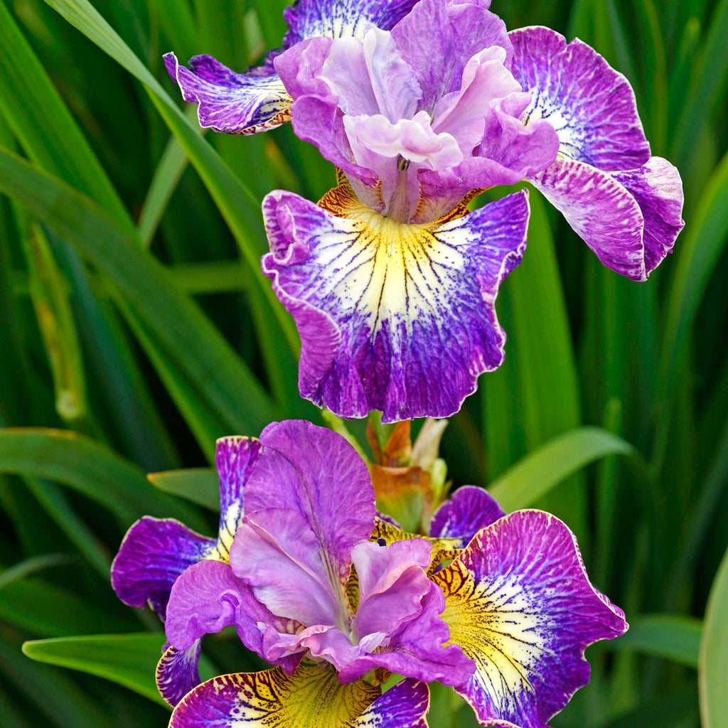 Siberian Iris Dormant Bare Root Perennial Plants, 3-Pack O788723